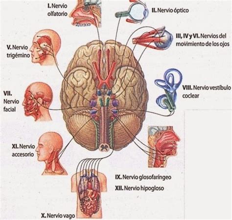 PARES CRANEALES - Mind Map