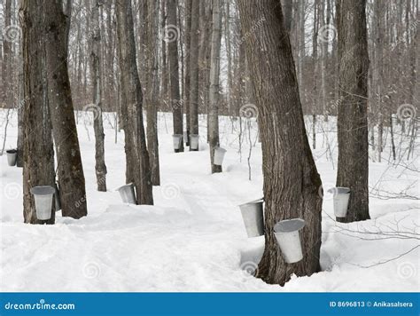 Traditional Maple Syrup Production Stock Image - Image of grove ...