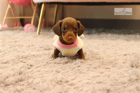Brownie : Dachshund, Mini puppy for sale near Atlanta, Georgia. | ebfe589c-7aa1