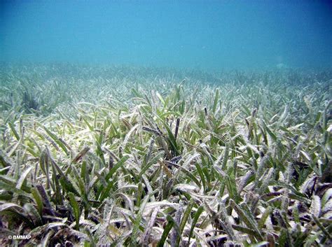 Seagrass Beds — The Department of Environment and Natural Resources