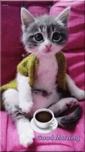 Coffy, Hug Quotes, Funny Animals With Captions, Coffee Art, Garden ...