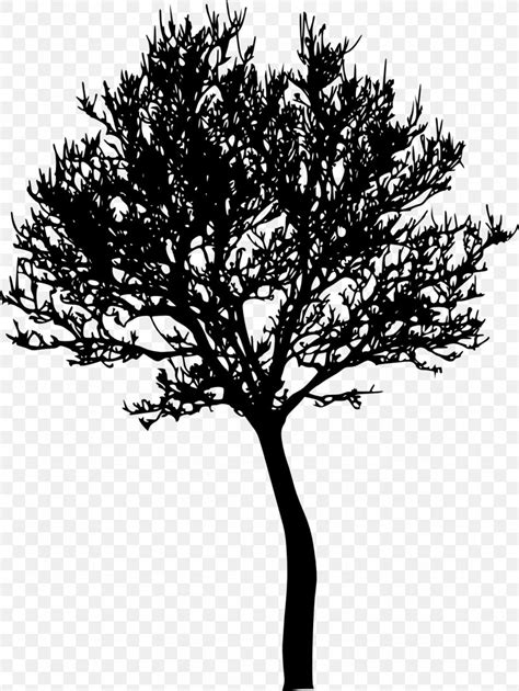 Tree Photography Silhouette, PNG, 1163x1547px, Tree, Black And White ...