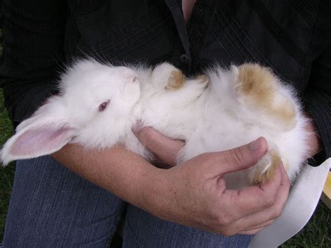 12 Photos Of Cutest Angora Rabbit