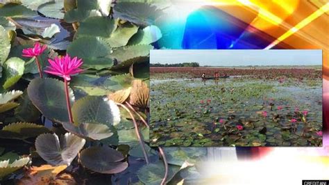 Kerala's Malarikkal paddy fields turn pink as water lilies bloom: Watch video | Republic World