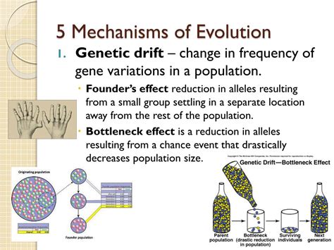 PPT - Evolution PowerPoint Presentation, free download - ID:2100970