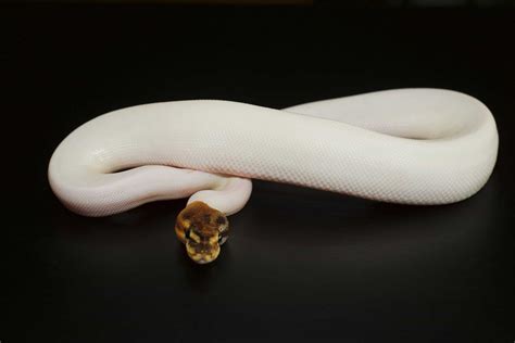 Panda Pied Ball Python - A-Z Animals