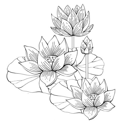 Printable Lotus Flowers Coloring Page - Free Printable Coloring Pages for Kids