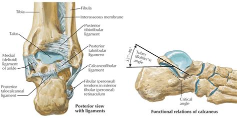 Calcaneus bone anatomy, function, calcaneus pain & calcaneus fracture