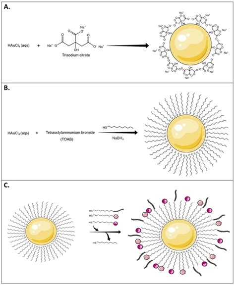 A schematic illustration of different AuNPs synthesis methods. (A ...