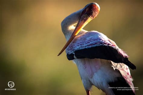 Into Africa’s last Eden - the Okavango Delta - Africa Geographic