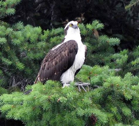 Birds of the Southern Oregon Coast