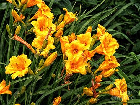 Yellow Daylilies Photograph by Lena Auxier