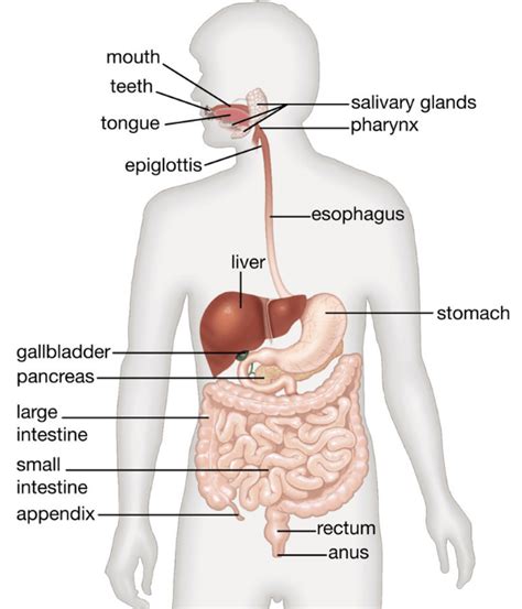 7 Important Benefits of Chewing Your Food | OPEX Fitness