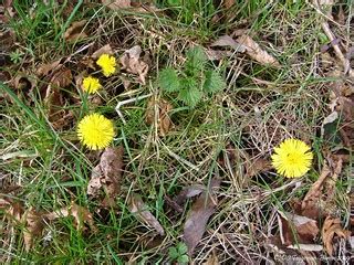 take a walk on sunday (Hoogvliet) | Dietmut Teijgeman-Hansen | Flickr