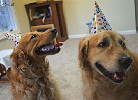 A Paws Barkery Dog Birthday Party!