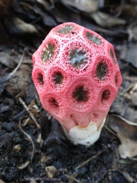 Clathrus Crispus- wiffleball stinkhorn A beautiful but nasty smelling fungus...flies love it ...