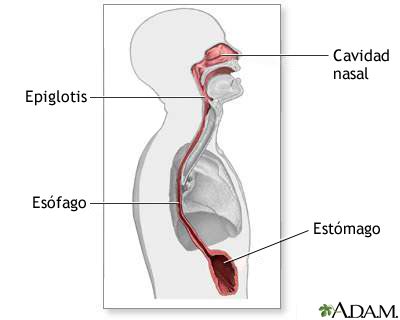 Esófago: MedlinePlus enciclopedia médica illustración