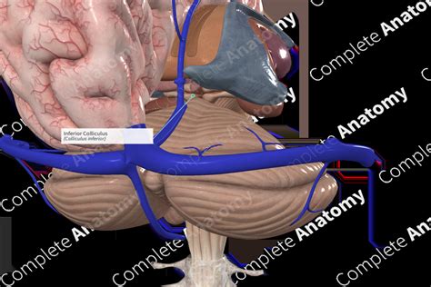 Inferior Colliculus | Complete Anatomy