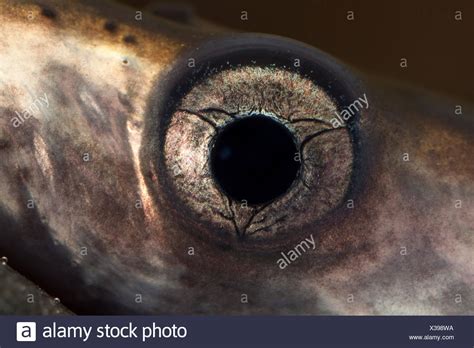 Lamprey Eel High Resolution Stock Photography and Images - Alamy