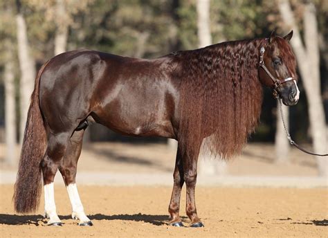 Team USA Reining Arrives in France For World Equestrian Games! | Equine ...