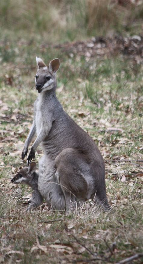 Whiptail Wallaby - Pretty Face Wallaby | Cainbable Mountain … | Flickr