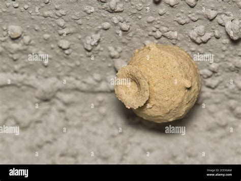 Potter wasp nest hi-res stock photography and images - Alamy