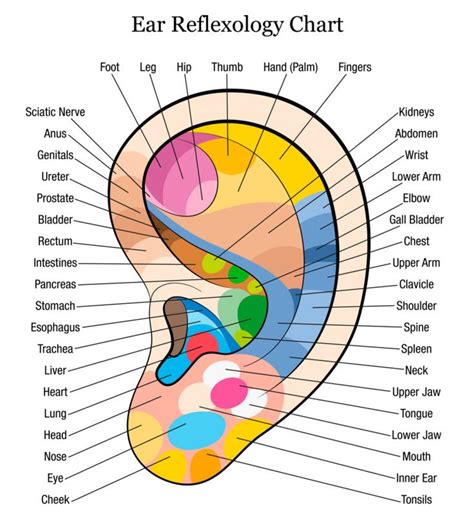 Reflexology for Women - Simple Techniques to Try at Home | Ear reflexology, Reflexology chart ...