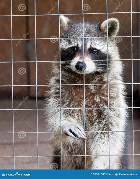 Common raccoon stock image. Image of lithuania, cell - 50591605