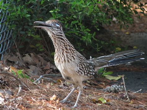 Chaparral | Subject: Chaparral bird aka Roadrunner Category:… | Flickr