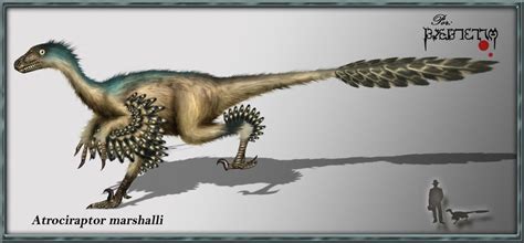 Atrociraptor Pictures & Facts - The Dinosaur Database