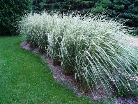 Variegated Miscanthus sinensis: Ornamental Grass for Your Garden