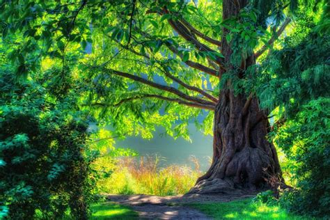 Free photo: Tree Scenery - Bare, Beautiful, Branches - Free Download - Jooinn