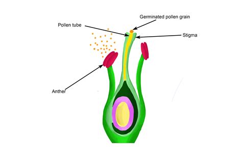 From the pollen grain a tube grows down the stigma