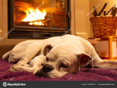 White Boxer Dog Sleeping Purple Rug Burning Fireplace Resting Dog Stock Photo by ...