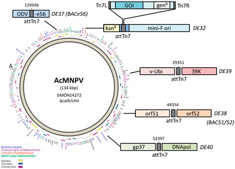 An Improved Vector For Baculovirus-mediated Protein, 50% OFF