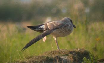 Surfbirds.com - Hybrid Gulls Breeding in Belgium by Peter Adriaens