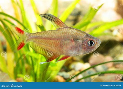 Tetra fish stock image. Image of bright, pristella, fish - 55560519