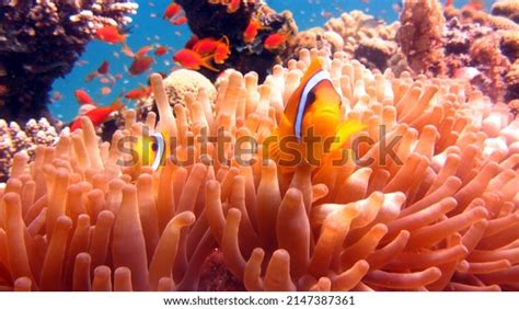 7,780 Symbiosis Animals Images, Stock Photos & Vectors | Shutterstock