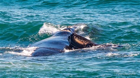 Petition · Make City of Onkaparinga Beaches a Restricted Whale Nursing Area - Port Noarlunga ...