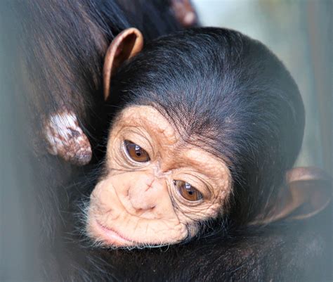 Sponsor Bolly - Jane Goodall Instituut Nederland