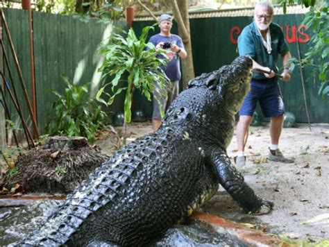 13 Of The Most Fascinating World Records Made By Animals