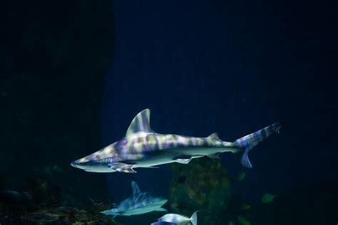 Sandbar shark - The Living Planet Aquarium