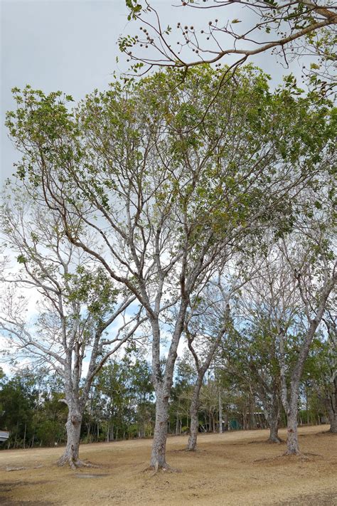 Khaya senegalensis | Tree, Gambia, Species