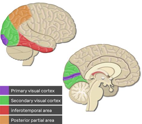 Visual cortex: location, types and functions | GetBodySmart