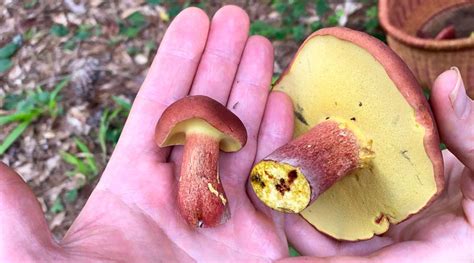 Bicolor bolete (Baorangia bicolor) - how to find, ID, and eat this wild gourmet mushroom ...