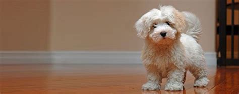 Coton De Tulear Poodle Mix Black - pic-flamingo