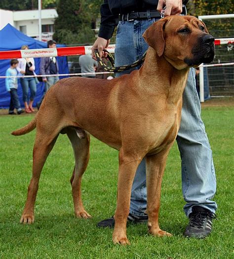 Tosa Inu (Japanese Mastiff) | POP JAPAN