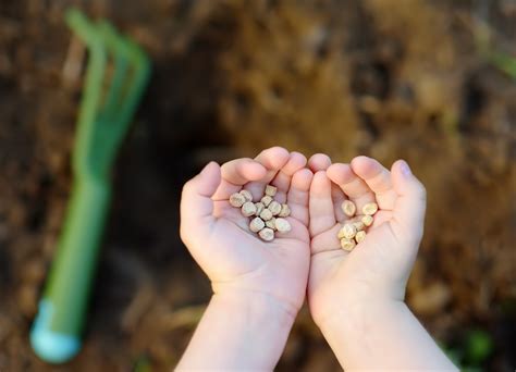 Simple tips for first-time vegetable gardeners when… | Green Adelaide