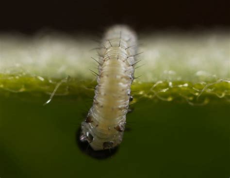 All of Nature: Monarch Butterfly Egg Hatching