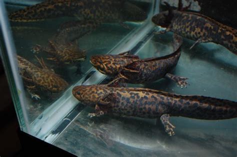 Can you recommend a good aquatic? | Caudata.org: Newts and Salamanders ...